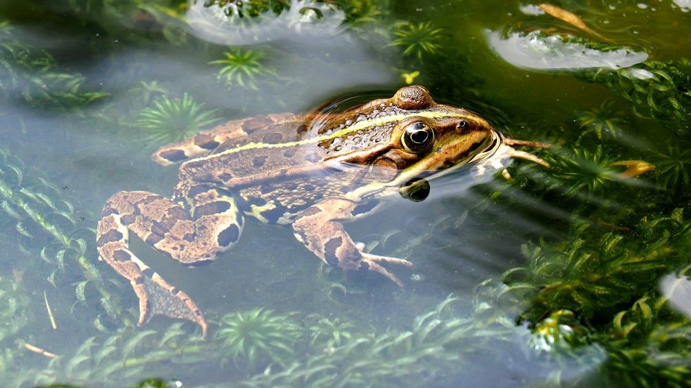 You are currently viewing Make a wildlife pond