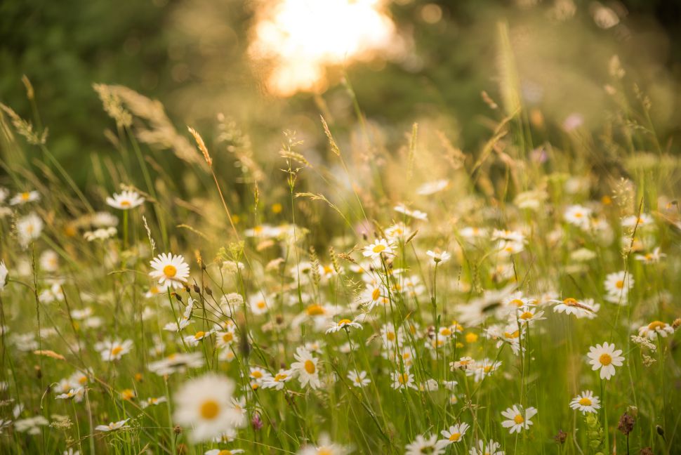 You are currently viewing Do ‘No Mow May’
