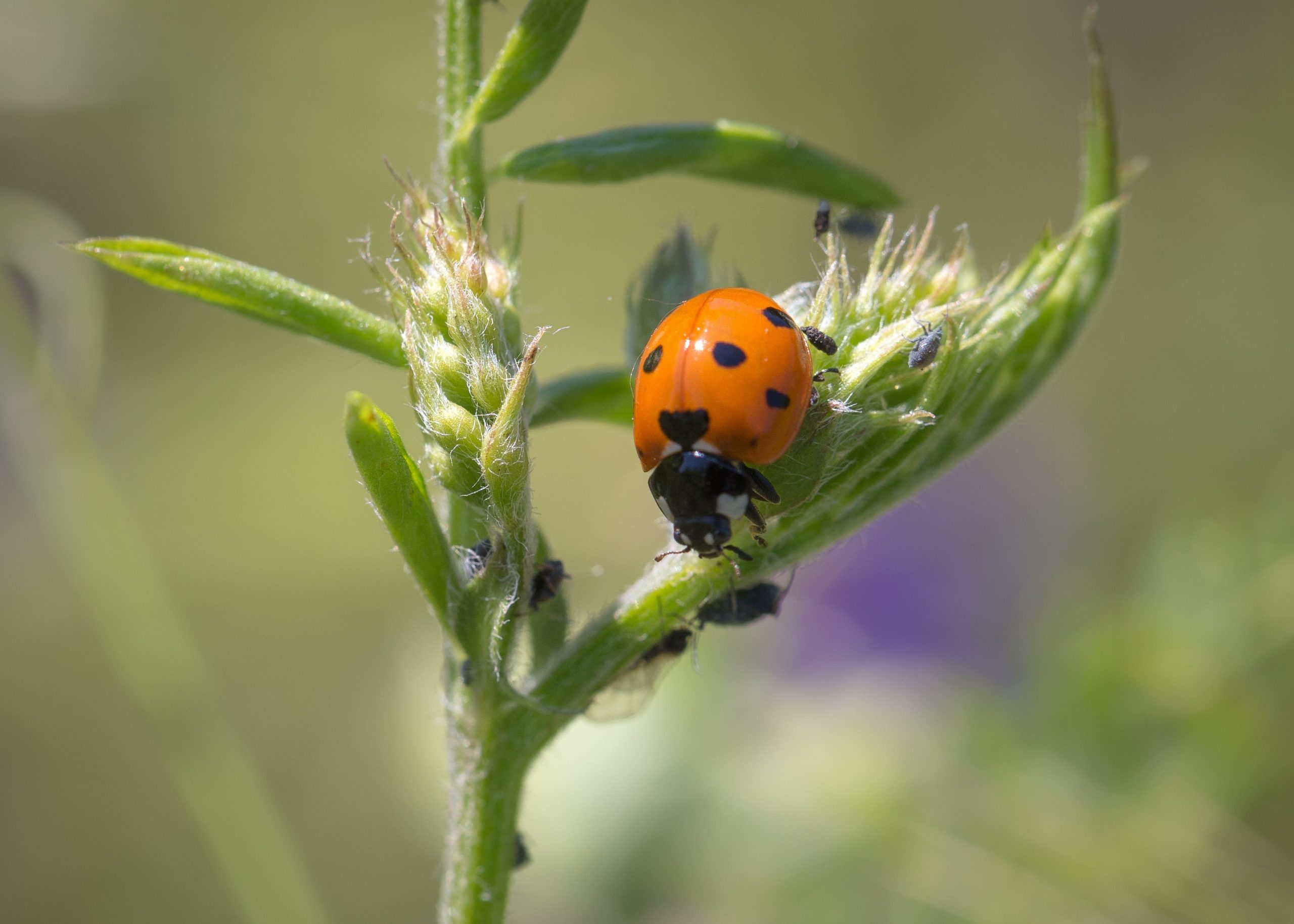 You are currently viewing Go pesticide-free