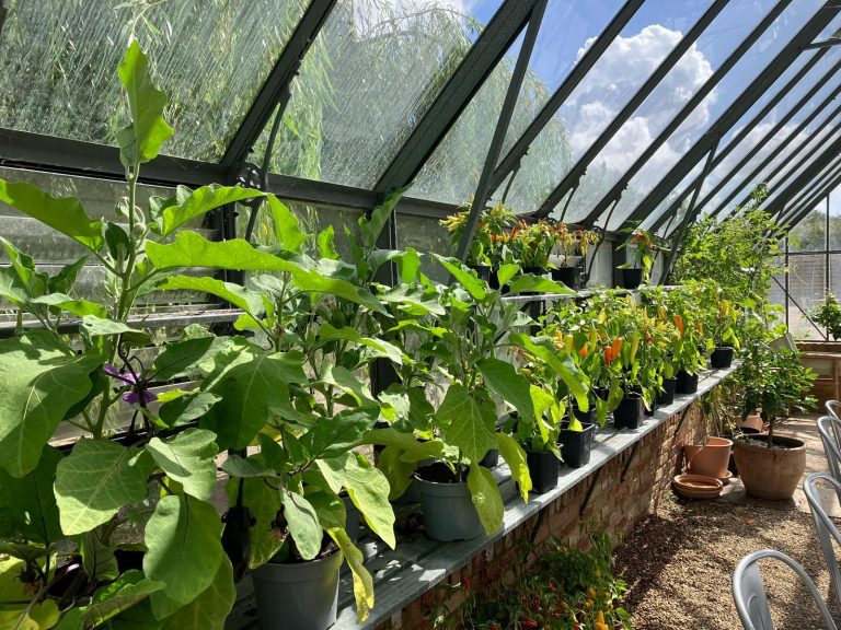 Aubergines growing in the glasshouse