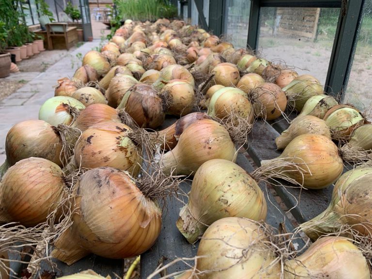A fraction of our onion harvest!