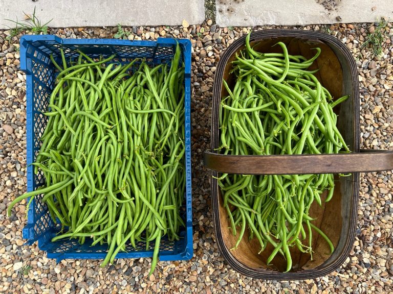 The more we picked these beans, the more new ones grew.