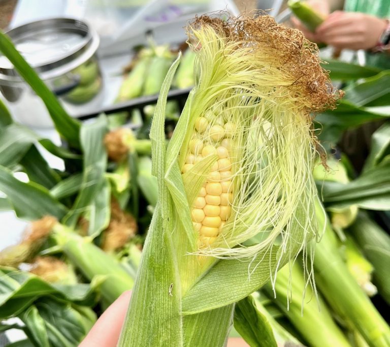 Preparing our first sweetcorn harvest to cook and eat together
